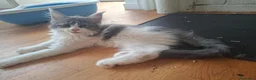 Maine Coon gatti in vendita: Cuccioli di maine coon - Annuncio 3