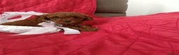 Barboncino Toy cani in vendita: Gioie di Anna - Annuncio 2