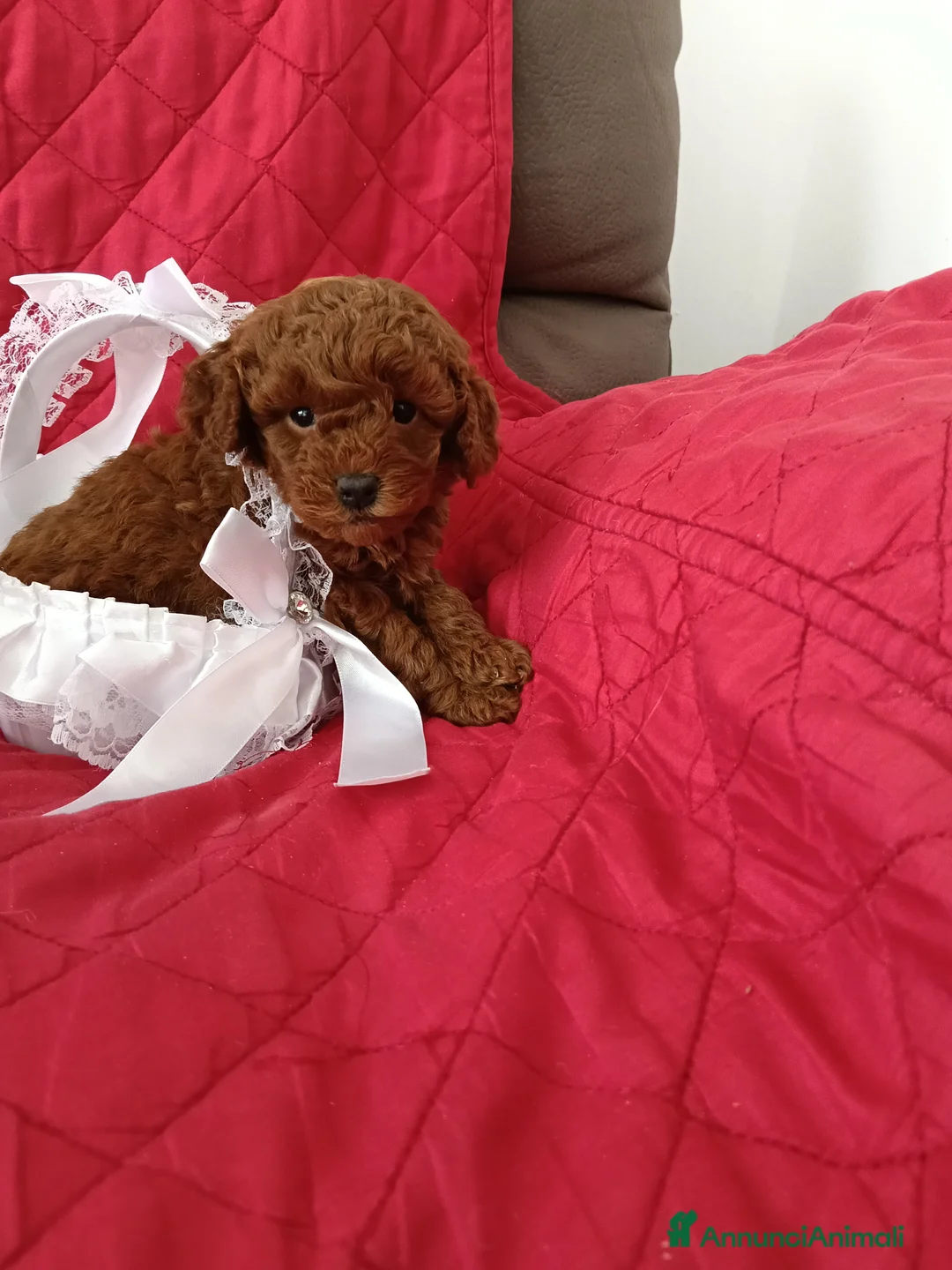 Barboncino Toy cani in vendita: Gioie di Anna - Annuncio 2