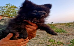 Volpino Italiano cani in vendita: Cucciola di volpino italiano con pedigree Enci  a Province of Foggia - Immagine 4