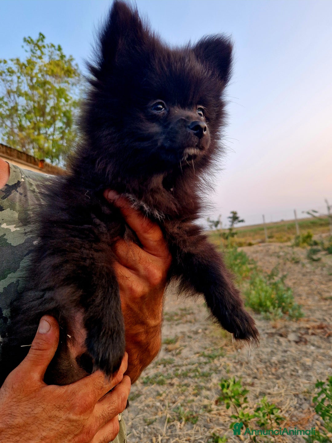 Volpino Italiano cani in vendita: Cucciola di volpino italiano con pedigree Enci  a Province of Foggia - Immagine 4