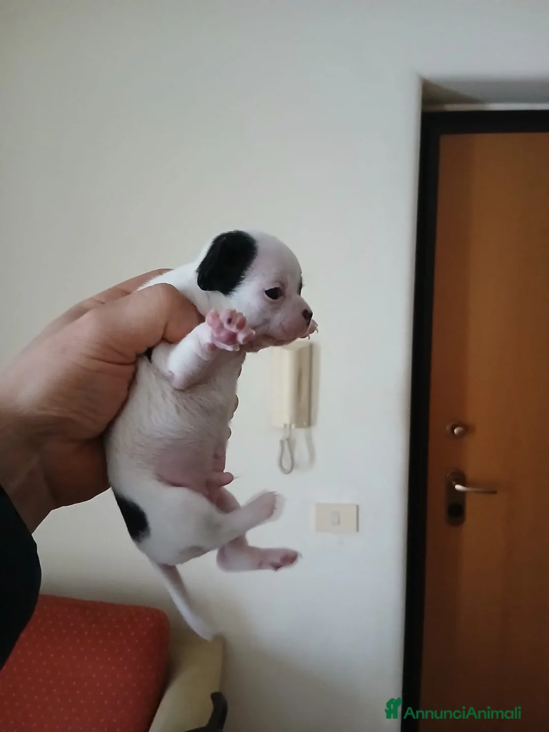 Chihuahua cani in vendita: Vendesi cuccioli di chihuahua - Annuncio 3