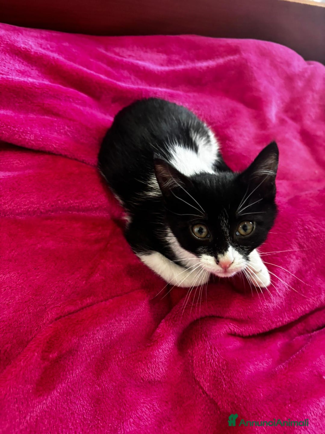 Europeo gatti in regalo: Gattino  - Annuncio 3