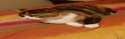 British gatti in vendita: British Shorthair - Annuncio 3