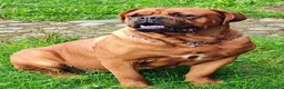Dogue de Bordeaux cani in vendita: Dogue de Bordeaux cuccioli a Città metropolitana di Roma Capitale - Annuncio 1