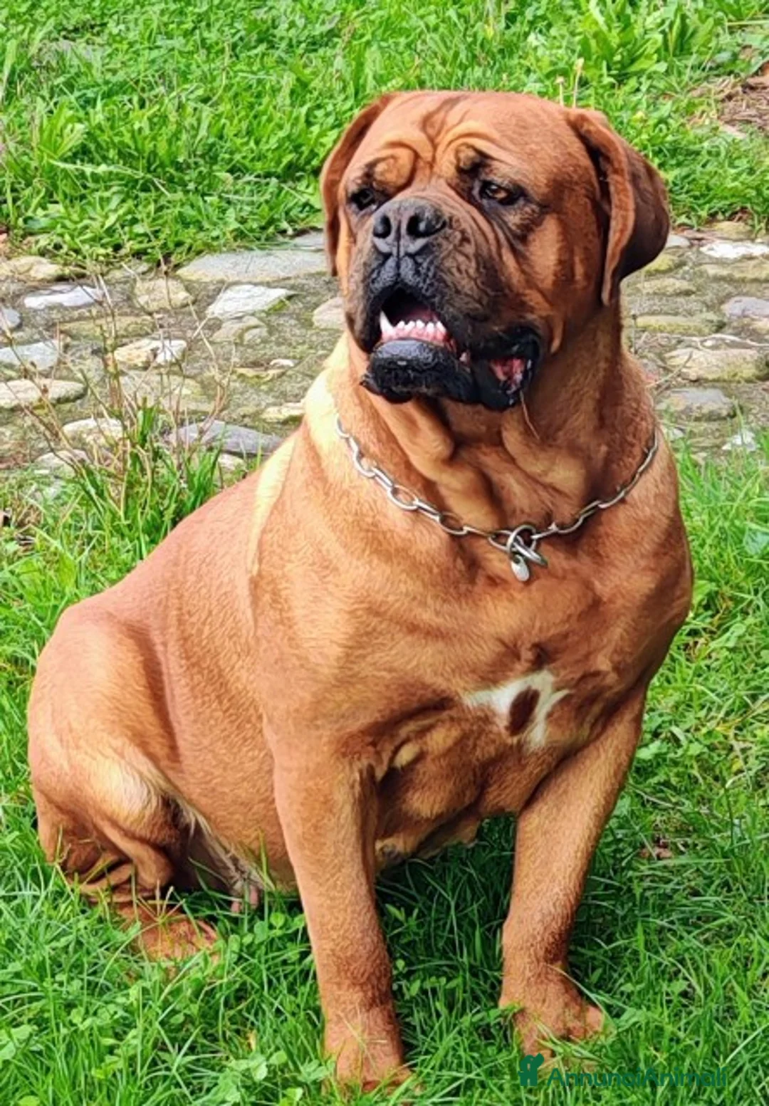 Dogue de Bordeaux cani in vendita: Dogue de Bordeaux cuccioli a Città metropolitana di Roma Capitale - Annuncio 1