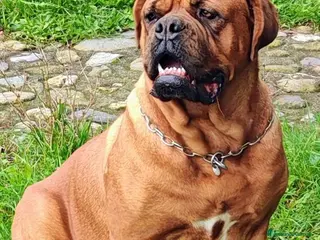 Dogue de Bordeaux cani Dogue de Bordeaux cuccioli - Annuncio 16