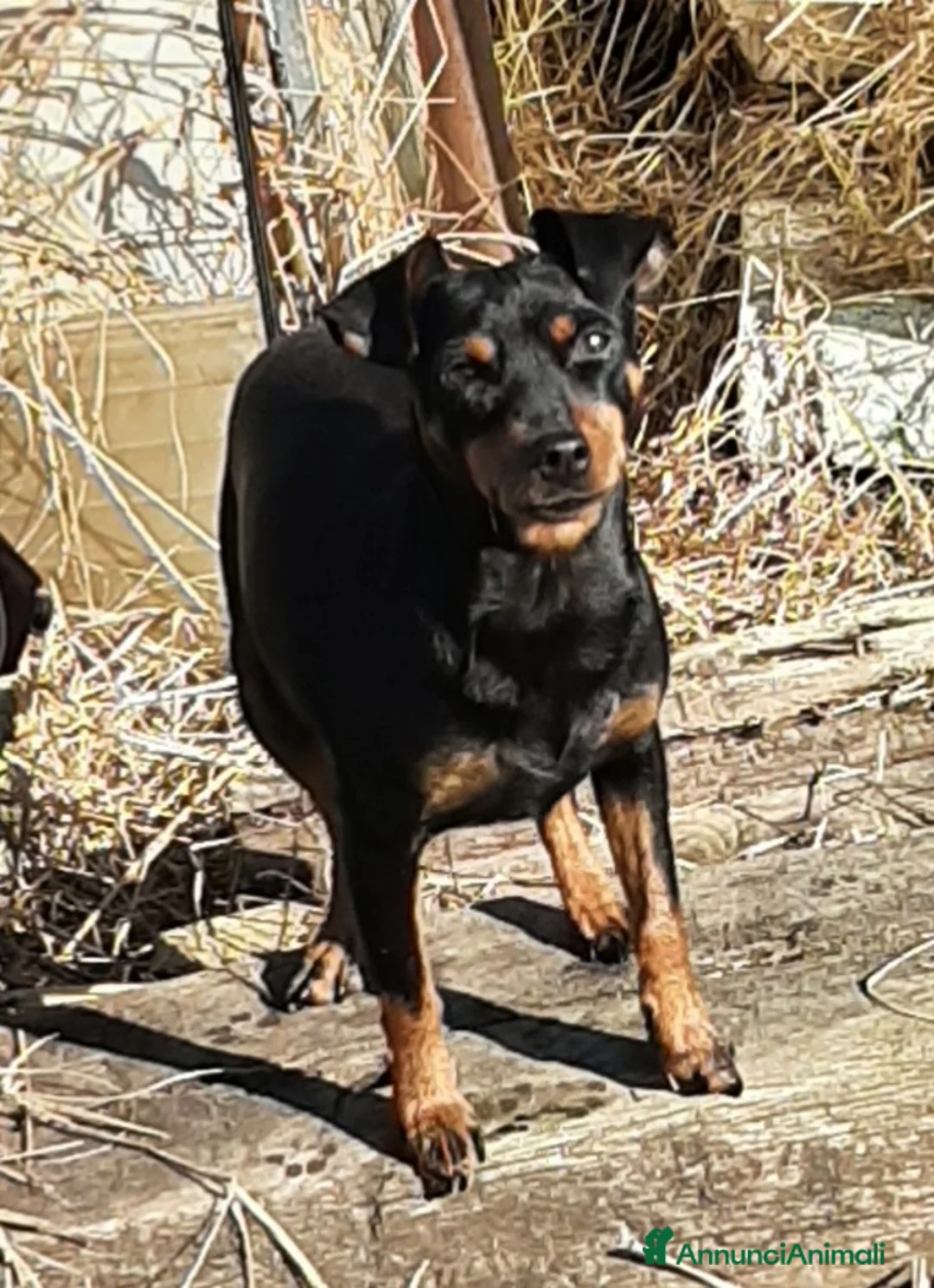 Pinscher Miniatura cani in regalo: Regalo Pincher , Zwergpinscher  - Annuncio 5