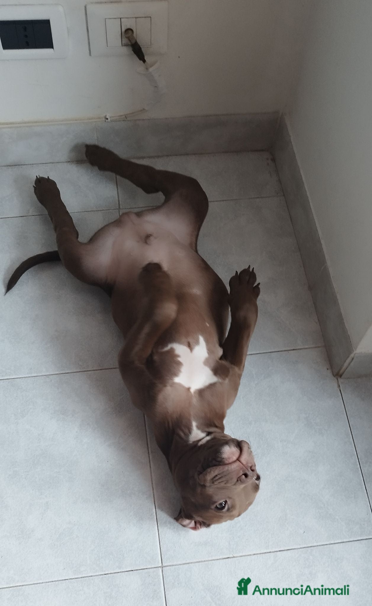 American Staffordshire cani American pitbull terrier con pedigree - Annuncio 2