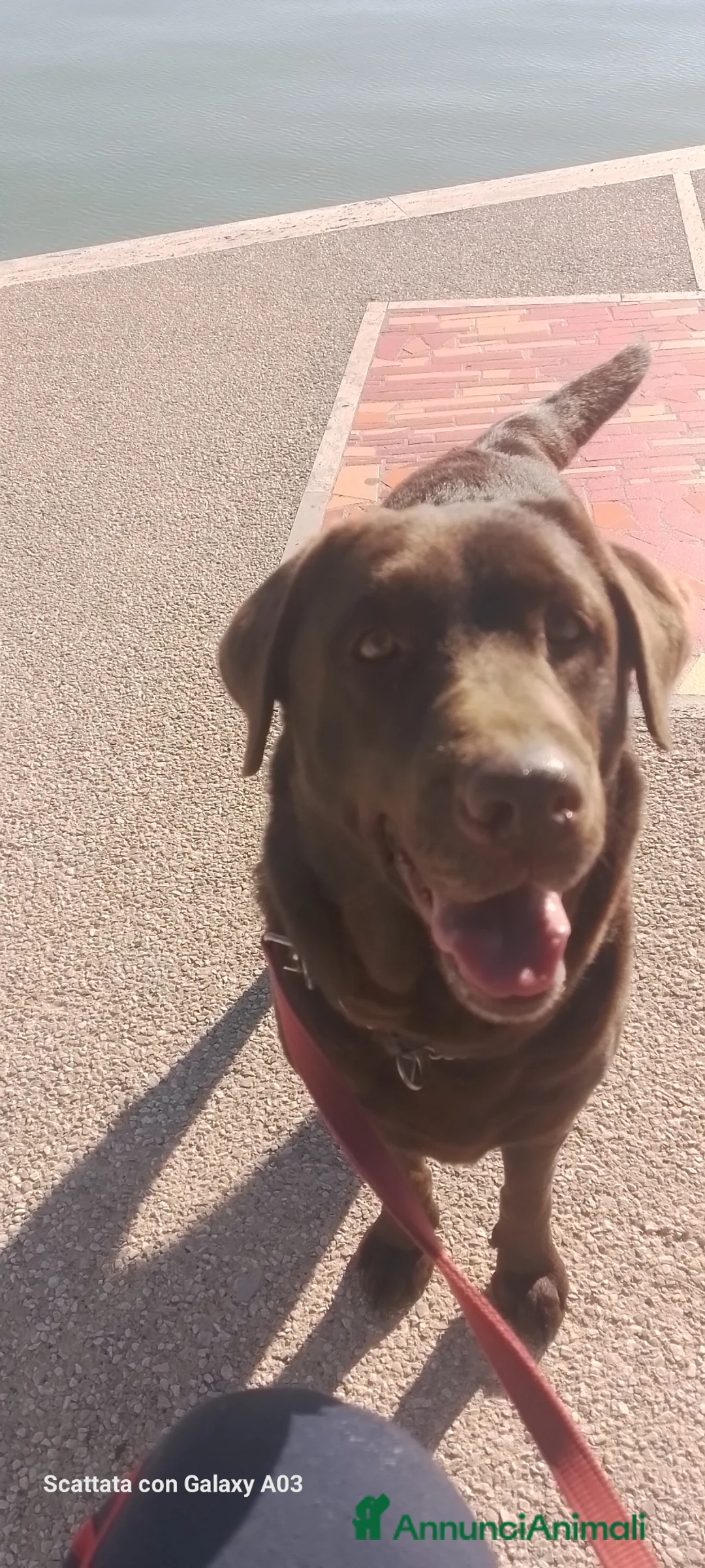 Labrador cani in vendita: Cuccioli di Labrador Retriever  cioccolato  - Annuncio 2