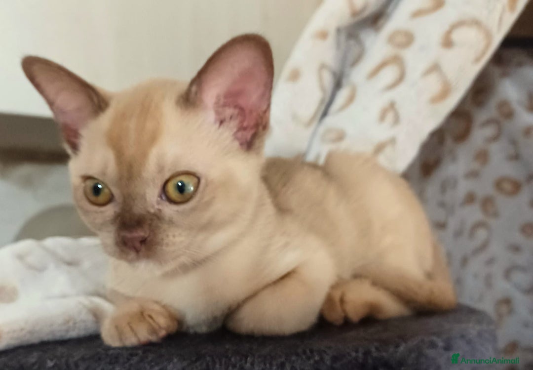 Burmese gatti in vendita: Cuccioli Burmesi Europei - Annuncio 2