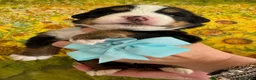 Bovaro del Bernese cani in vendita: Bovaro del Bernese Cuccioli disponibili  - Annuncio 8