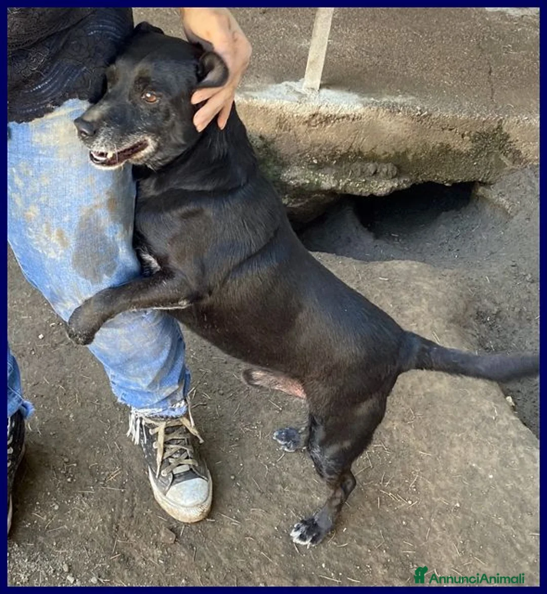 Meticcio cani in regalo: SOUND festoso e buono - 10kg - Annuncio 1