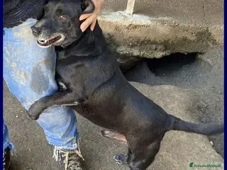 Meticcio cani SOUND festoso e buono - 10kg - Annuncio 25