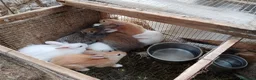 Altre razze gatti in vendita: Conigli  a Provincia di Cosenza - Annuncio 3