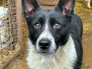 Meticcio cani TESSA, bellissima coccolona in canile! - Annuncio 2