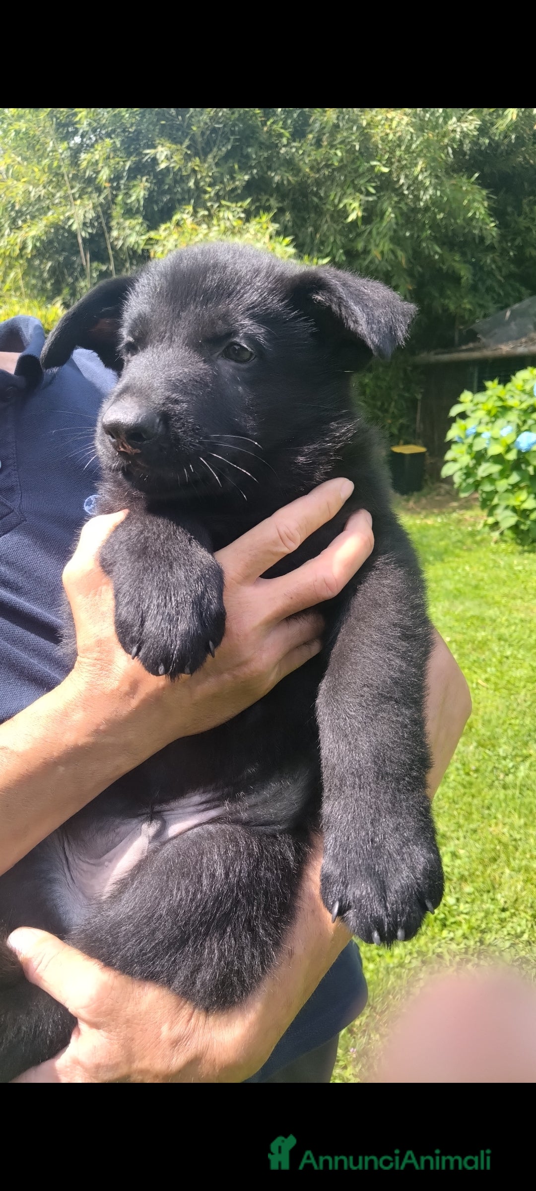 Pastore Tedesco cani in vendita: Cuccioli Pastore tedesco a Provincia di Varese - Immagine 2