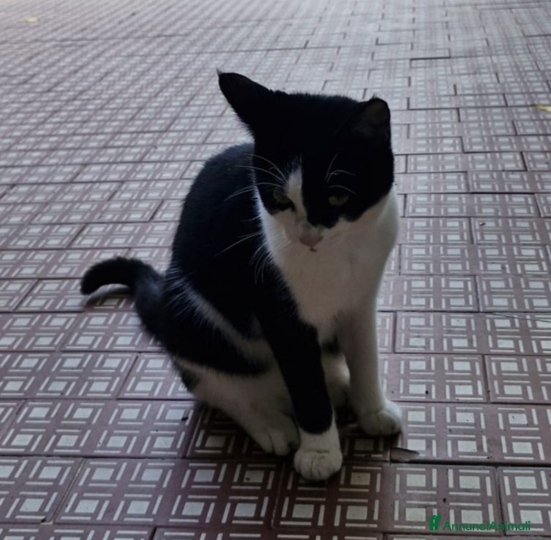 Europeo gatti in regalo: 2micie tricolori ,1nera bianca 7mesi.VOGHERA(PV) - Annuncio 4