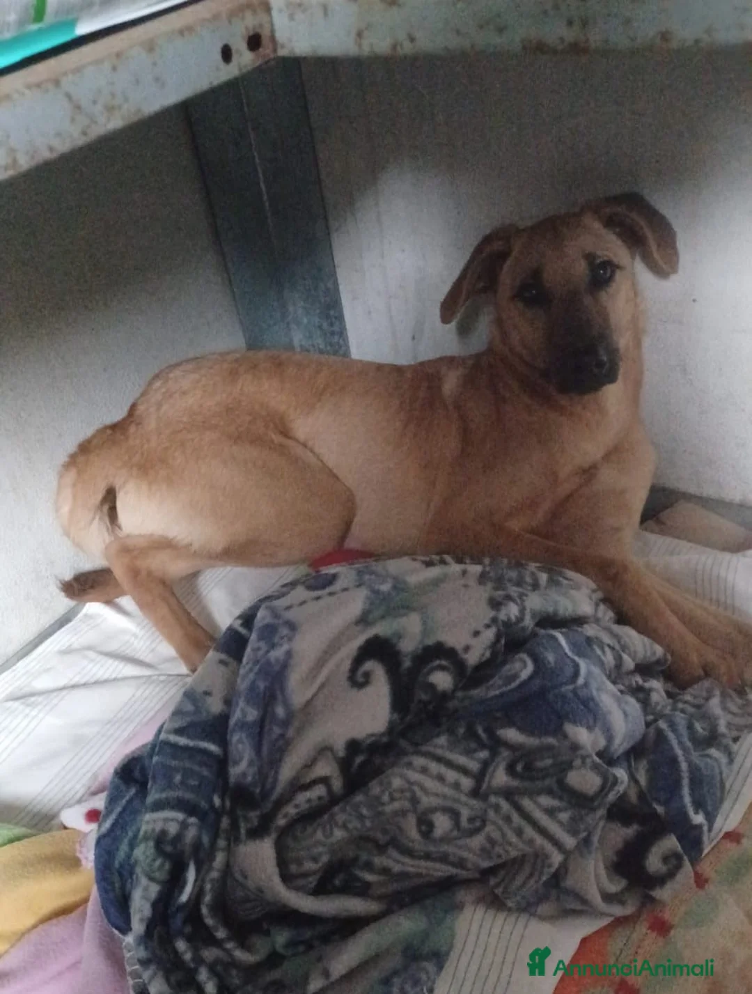 Meticcio cani in regalo: LA TIMIDA ALBICOCCA a Città metropolitana di Roma Capitale - Annuncio 2