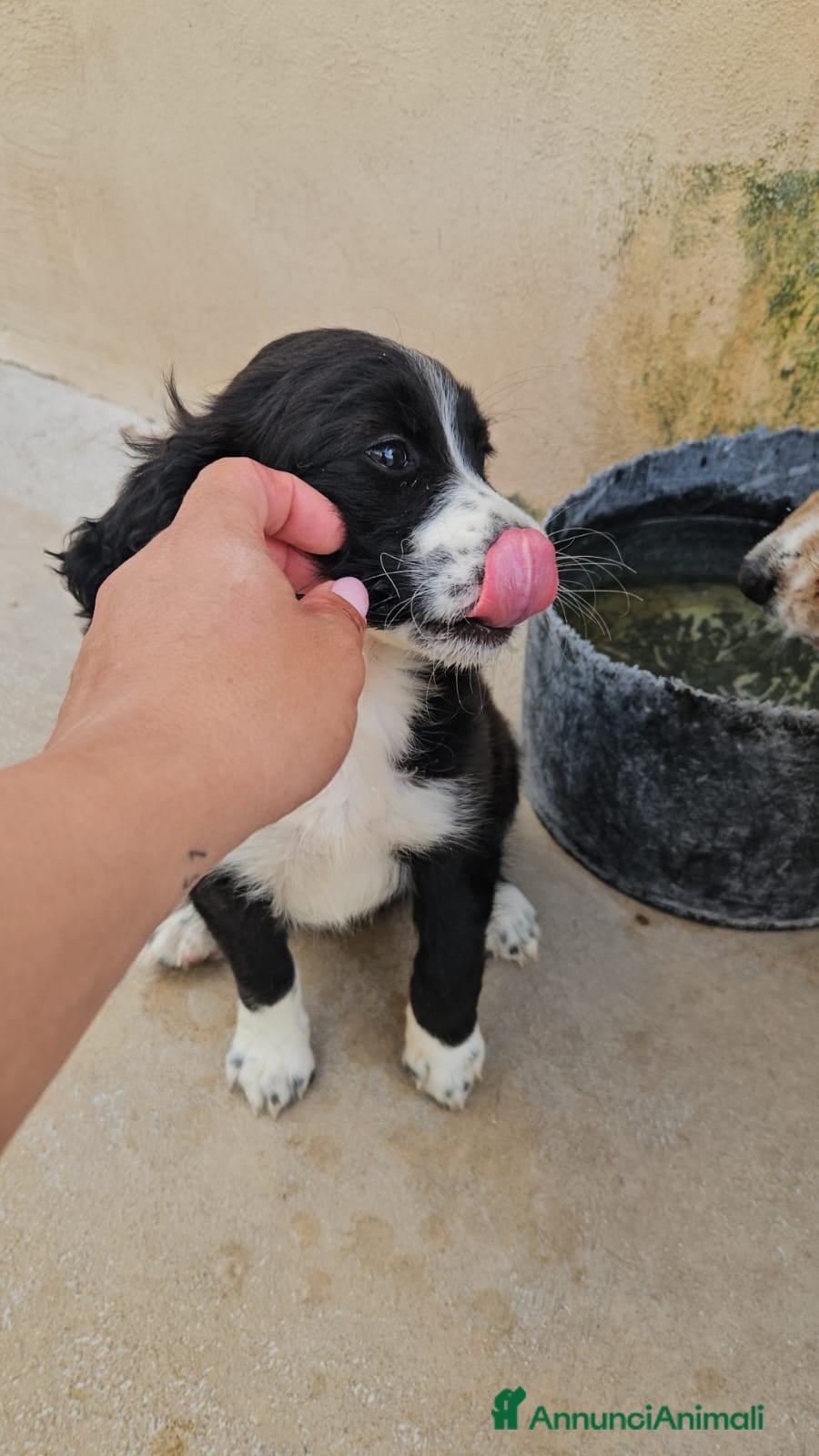 Meticcio cani Martina: cucciola taglia media contenuta  - Annuncio 5