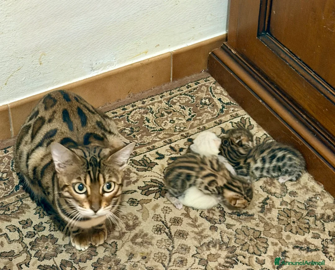 Bengala gatti in vendita: gatto bengala  - Annuncio 4