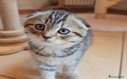 Scottish gatti in vendita: Cuccioli scottish fold e straight  a Provincia di Vicenza - Immagine 18