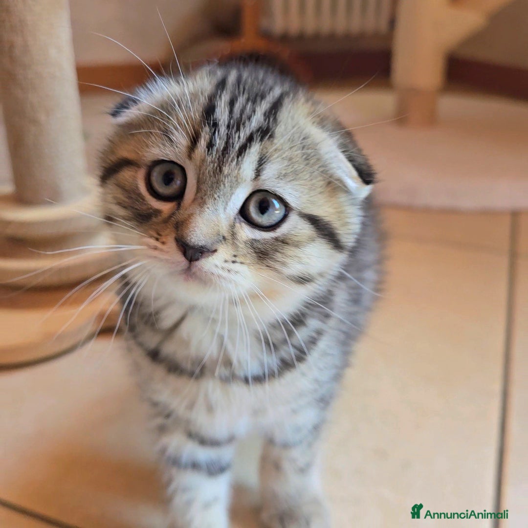 Scottish gatti in vendita: Cuccioli scottish fold e straight  a Provincia di Vicenza - Immagine 18