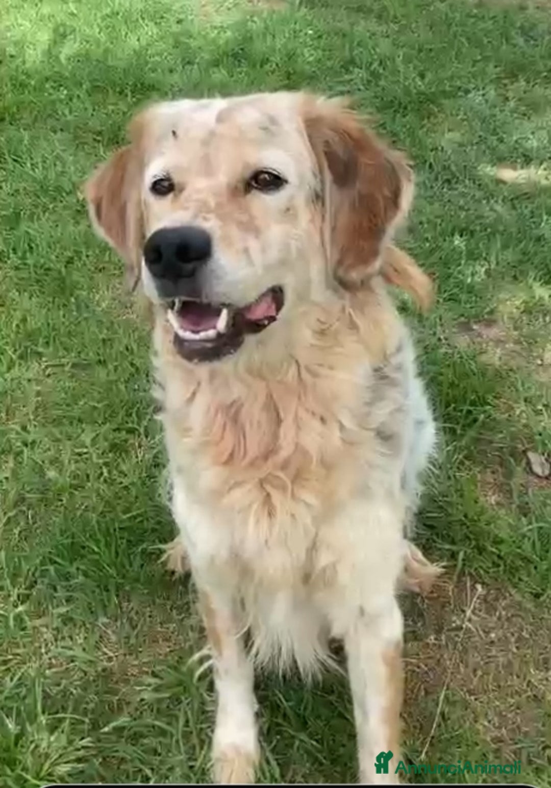 Meticcio cani in regalo: Salvo tolto dal suo aguzzino 5anni fa..SOS NAPOLI a Città metropolitana di Milano - Annuncio 5