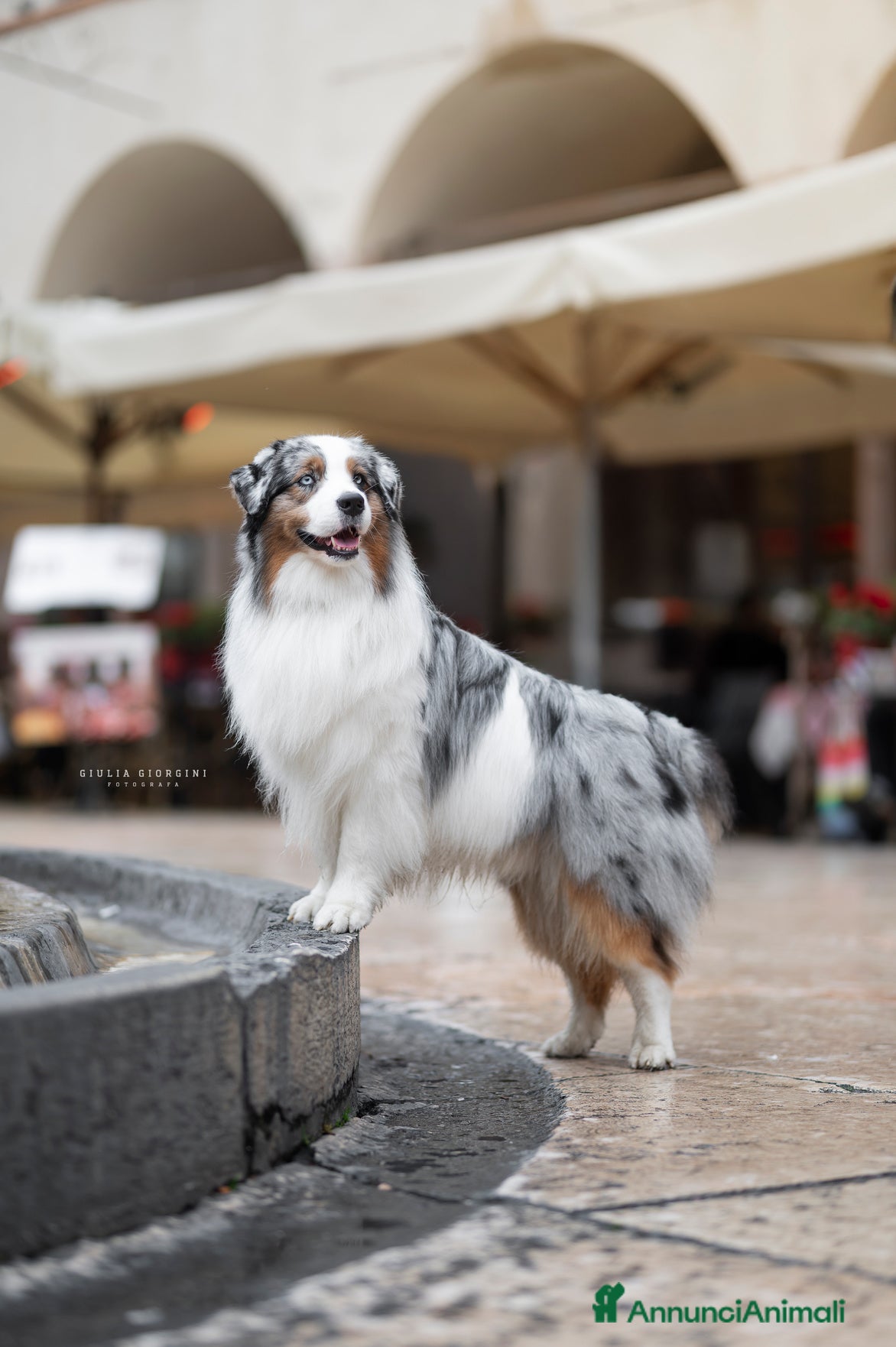 Australian Shepherd cani Pastore Australiano disponibile per monta - Annuncio 1