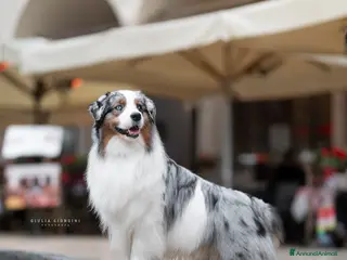 Australian Shepherd cani Pastore Australiano disponibile per monta - Annuncio 1