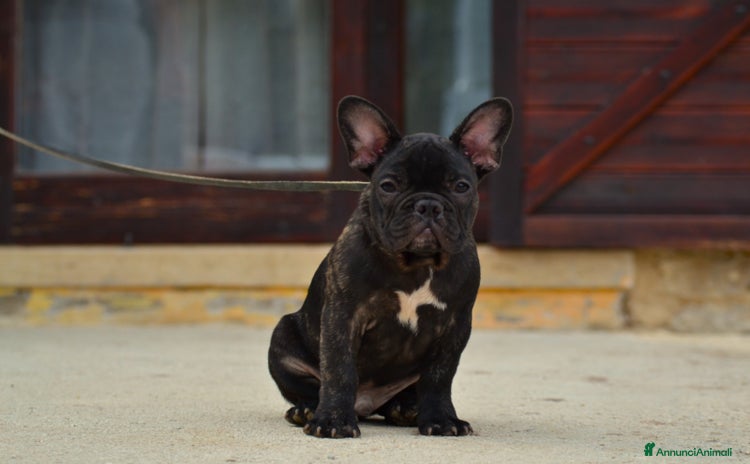 Bulldog Francese cani a Provincia di Rieti - Annuncio 1