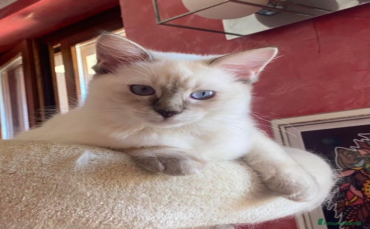 Ragdoll gatti - Annuncio 1