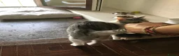 Meticcio gatti in regalo: Viola e Ciambella bellissime micine cercano casa! - Annuncio 13
