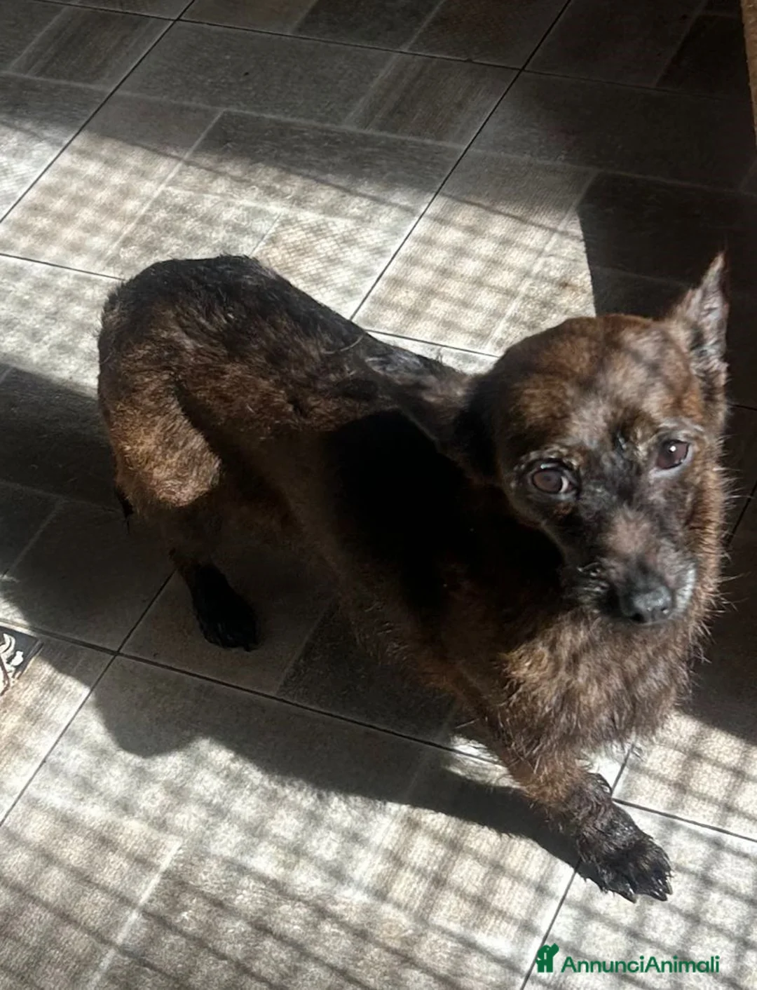Chihuahua cani in regalo: Maya, Chihuahua/Pinscher Mix in canile a Rovigo - Annuncio 1