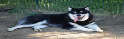 Alaskan Malamute cani per accoppiamento: Alaskan malamute a Provincia di Livorno - Annuncio 13