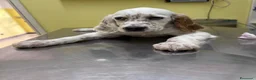 Altre razze gatti in vendita: Cuccioli SETTER INGLESE  - Annuncio 9