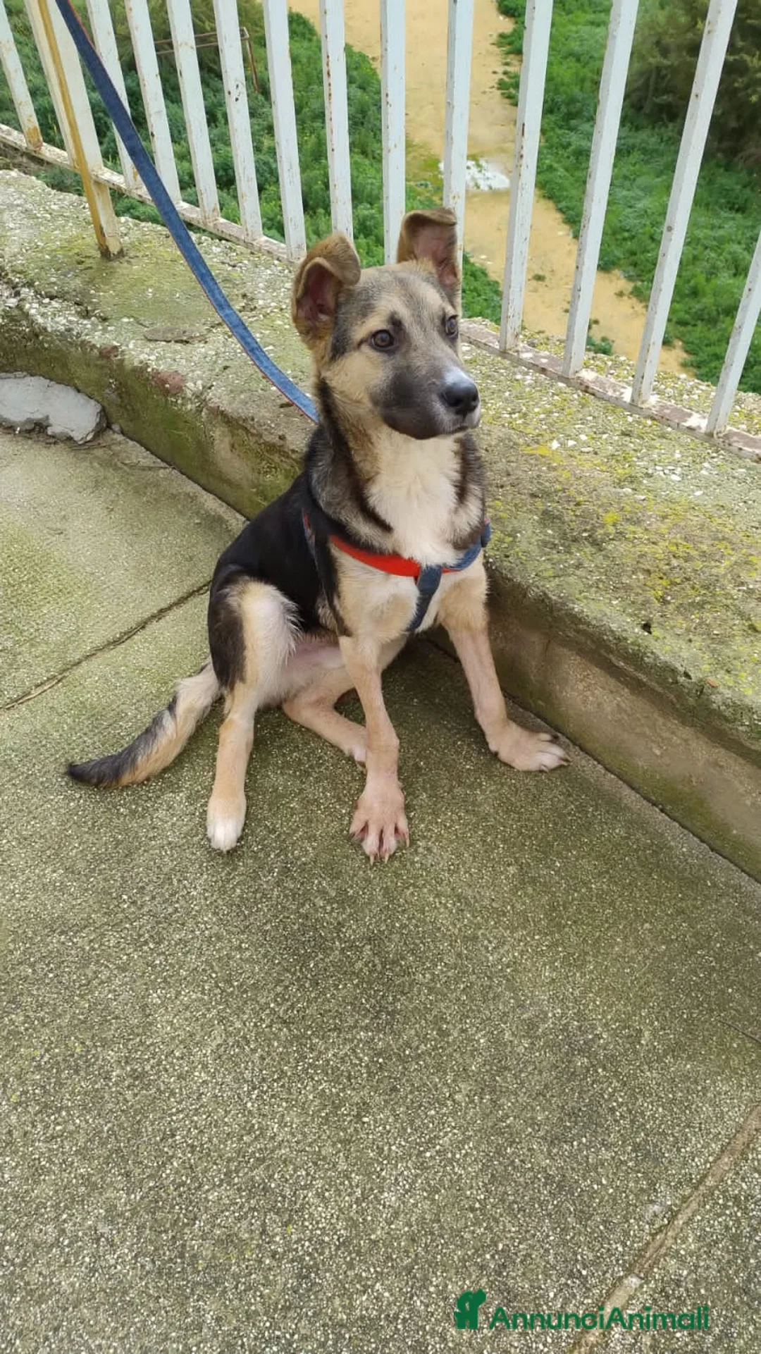 Altre razze cani in regalo: tobia  - Annuncio 4