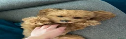 Barboncino Toy cani per accoppiamento: Monta Barboncino  a Provincia autonoma di Trento - Annuncio 2