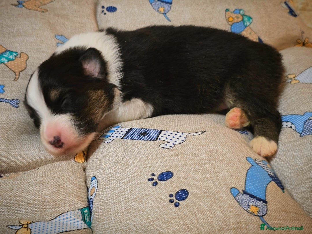 Australian Shepherd cani in vendita: Cucciole di pastore australiano con pedigree ENCI - Annuncio 6