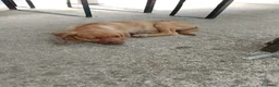 Bracco cani in regalo: Mamma e figlio (trovatelli) cercano nuova famiglia a Provincia di Salerno - Annuncio 5