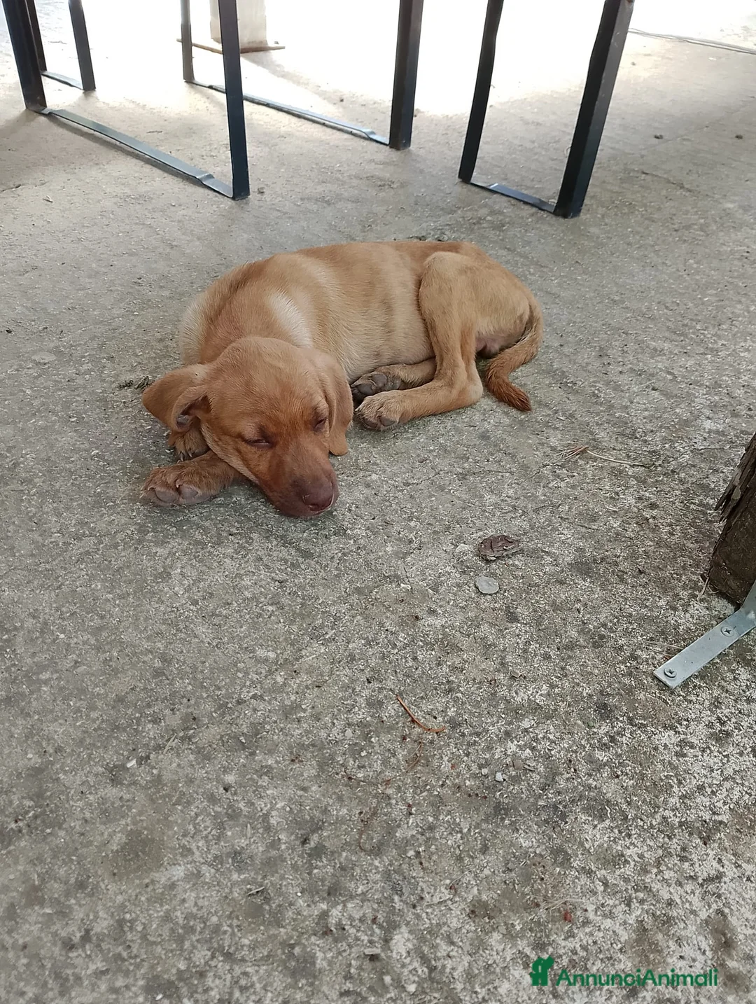 Bracco cani in regalo: Mamma e figlio (trovatelli) cercano nuova famiglia a Provincia di Salerno - Annuncio 5