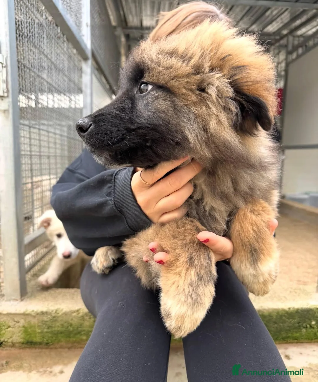 Meticcio cani in regalo: Bobby: 4 mesi taglia grande  - Annuncio 13