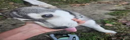 Husky cani in vendita: Husky maschio - Annuncio 5