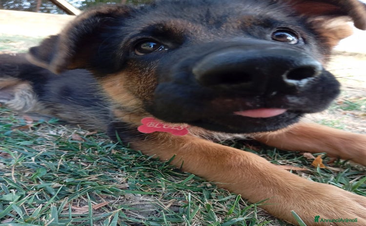 Pastore Tedesco cani - Annuncio 2