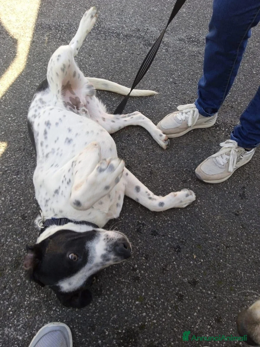 Meticcio cani in regalo: Incrocio con bracco (LEO) - Annuncio 2