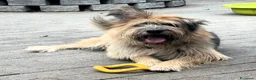 Meticcio cani in regalo: SPANK CERCA CASA - Annuncio 4