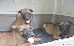 Pastore Belga cani in vendita: Pastore Belga Malinois Napoli Salerno Avellino a Provincia di Avellino - Immagine 6
