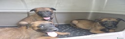 Pastore Belga cani in vendita: Pastore Belga Malinois Napoli Salerno Avellino a Provincia di Avellino - Annuncio 6