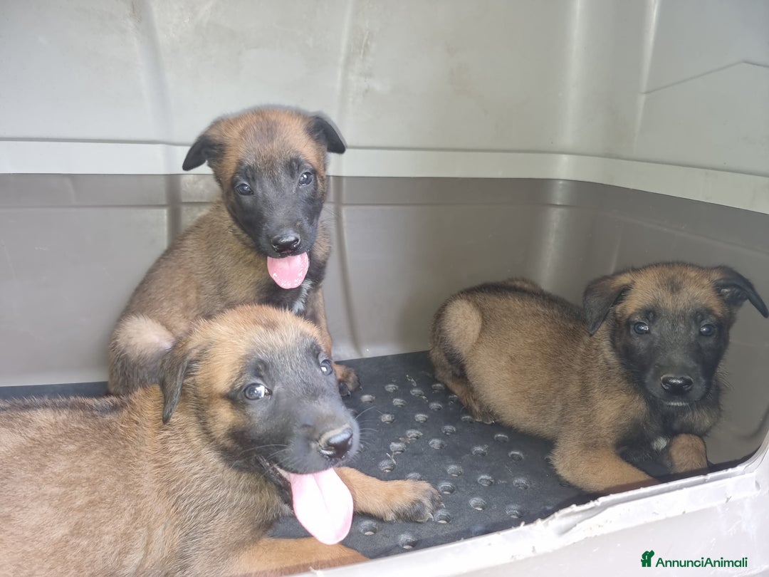 Pastore Belga cani in vendita: Pastore Belga Malinois Napoli Salerno Avellino a Provincia di Avellino - Immagine 6