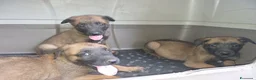 Pastore Belga cani in vendita: Pastore Belga Malinois Napoli Salerno Avellino a Provincia di Avellino - Annuncio 6